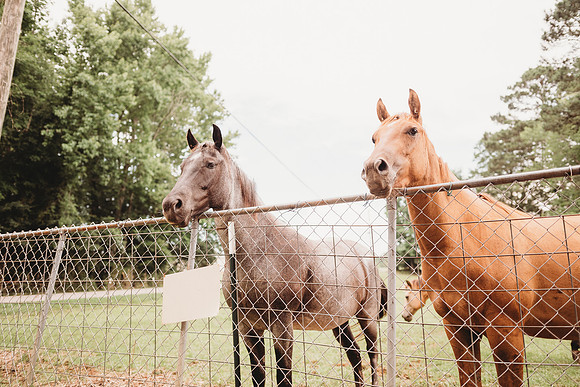 On the Farm-308