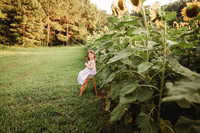 Sunflower-Stella-40