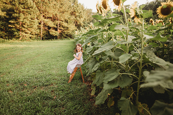 Sunflower-Stella-40