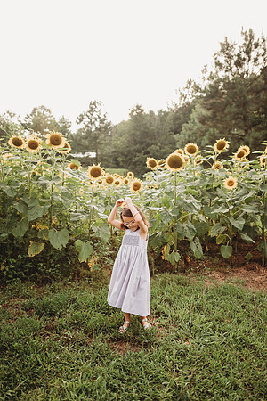 Sunflower-Stella-127