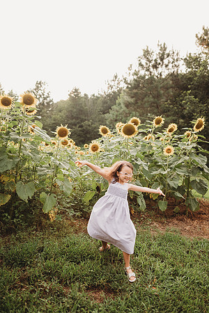 Sunflower-Stella-9