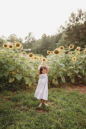 Sunflower-Stella-102