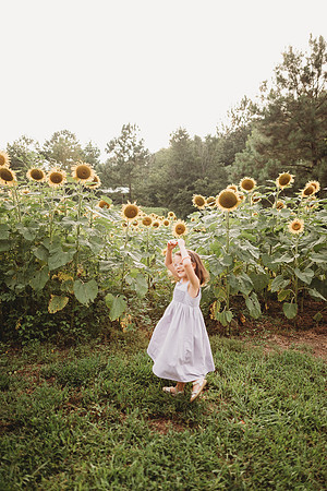 Sunflower-Stella-176