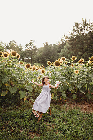 Sunflower-Stella-239