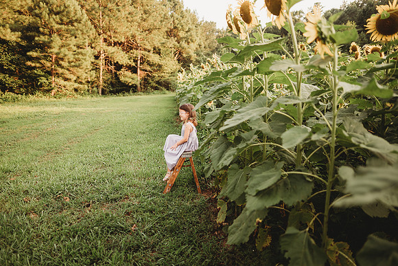 Sunflower-Stella-4