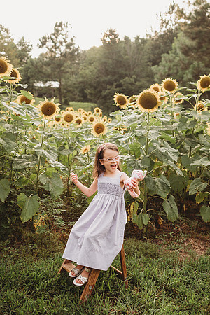 Sunflower-Stella-84