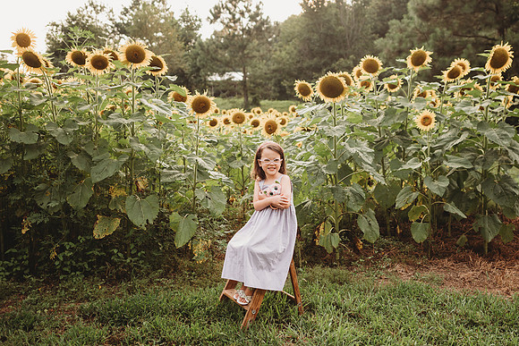 Sunflower-Stella-90