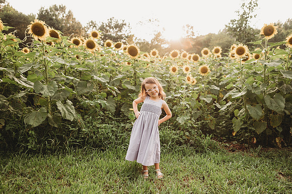 Sunflower-Stella-8