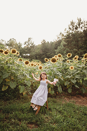 Sunflower-Stella-164