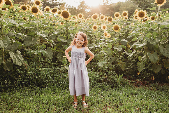 Sunflower-Stella-114