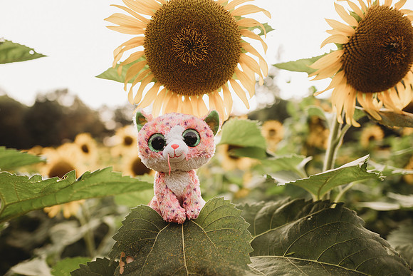 Sunflower-Stella-51