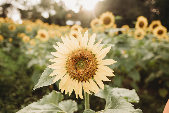 Sunflower-Tessa-14