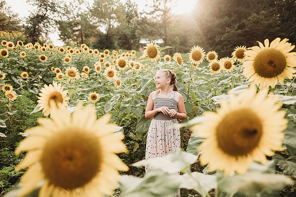 Sunflower-Tessa-134