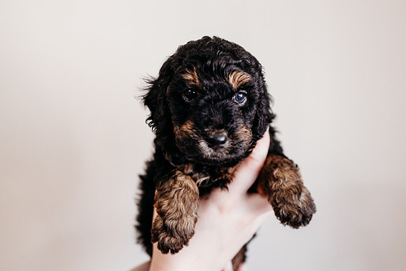Puppies-5.0-86