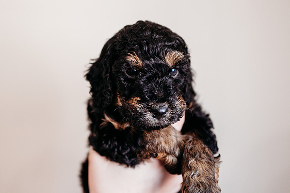 Puppies-5.0-5