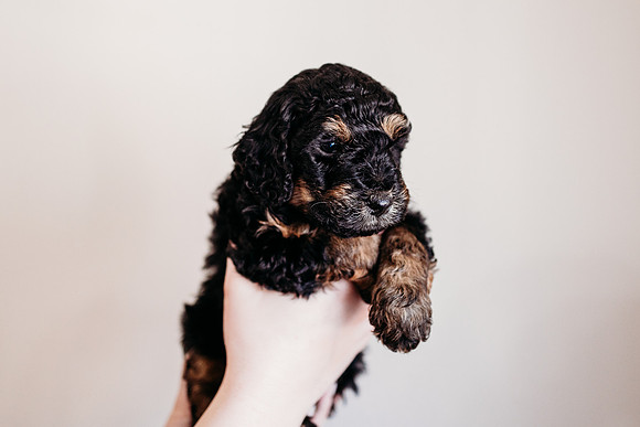 Puppies-5.0-73