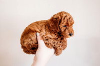 Puppies-5.0-89