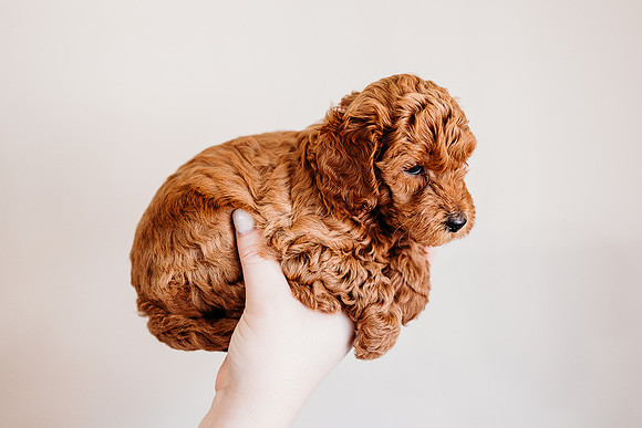 Puppies-5.0-89