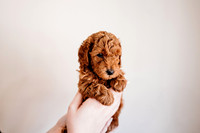 Puppies-5.0-40