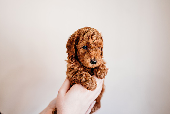Puppies-5.0-40