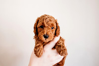 Puppies-5.0-96