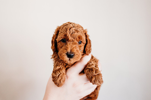 Puppies-5.0-96