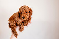 Puppies-5.0-88
