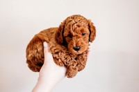 Puppies-5.0-69
