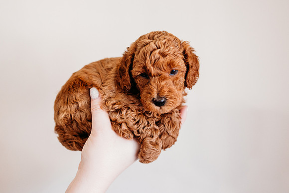 Puppies-5.0-69