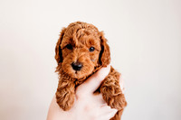 Puppies-5.0-93