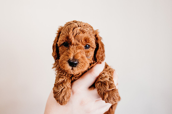 Puppies-5.0-93
