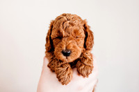 Puppies-5.0-67