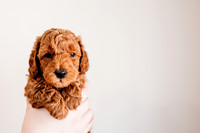 Puppies-5.0-53