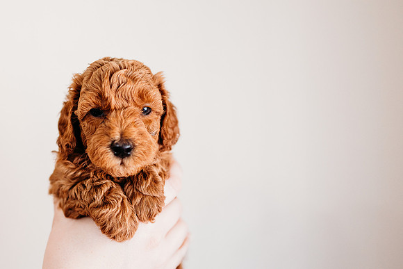 Puppies-5.0-53