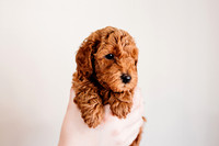 Puppies-5.0-62