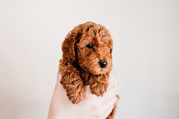Puppies-5.0-62