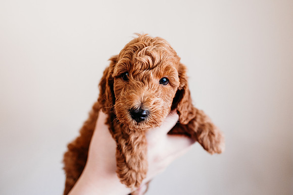 Puppies-5.0-22