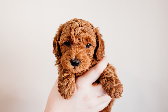 Puppies-5.0-17