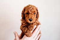 Puppies-5.0-92