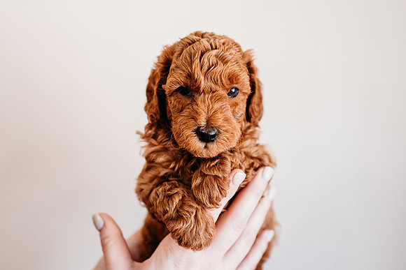 Puppies-5.0-92