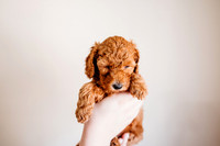 Puppies-5.0-50