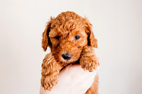 Puppies-5.0-70