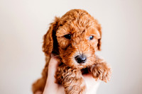 Puppies-5.0-32