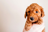 Puppies-5.0-35