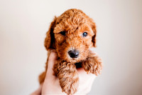 Puppies-5.0-29