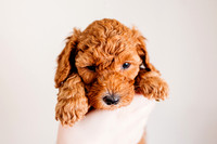 Puppies-5.0-75