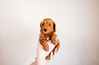 Puppies-5.0-66