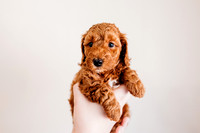 Puppies-5.0-52