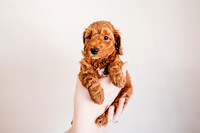 Puppies-5.0-26