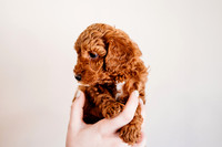 Puppies-5.0-16